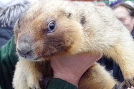 Львовский сурок спрогнозировал раннюю весну (фото)