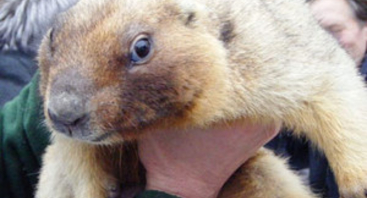 Львовский сурок спрогнозировал раннюю весну (фото)