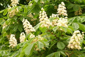 Экологи: Из-за соли в Киеве погибнет каждое пятое дерево