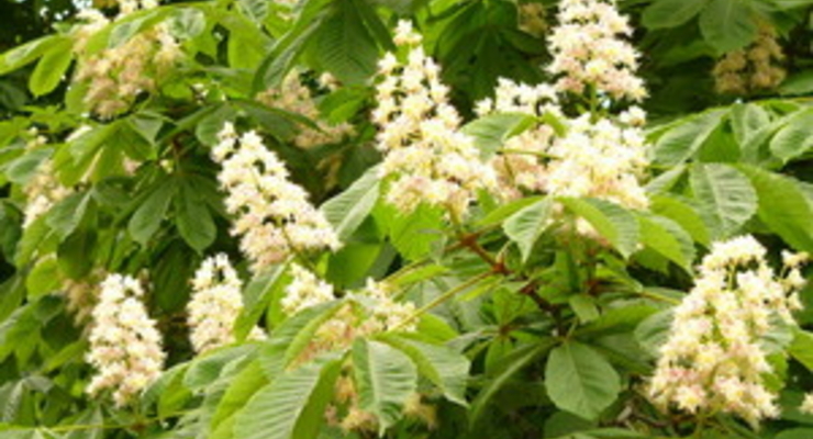 Экологи: Из-за соли в Киеве погибнет каждое пятое дерево