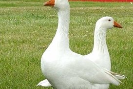 Украинцам запретили производить фуа-гра