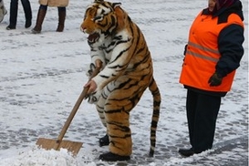 За неубранные дороги ответят дворники?!