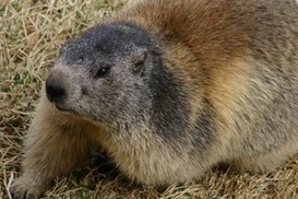 Сегодня день сурка