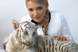 Тигрица Тимошенко умерла от отравления (ФОТО)