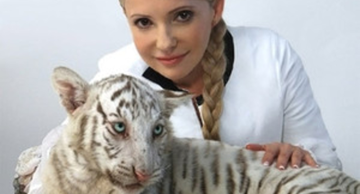 Тигрица Тимошенко умерла от отравления (ФОТО)