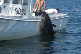 Гигантского тунца продали за 177 тысяч долларов