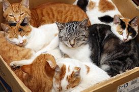 Владелицу 55 кошек оштрафовали на 42 тысячи долларов