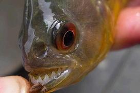 В Бразилии на отдыхающих напали пираньи