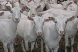 В Нидерландах появился новый вид гриппа – «козий»