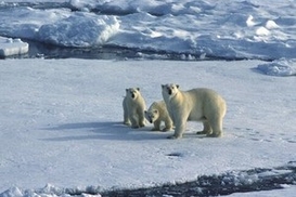 Потепление климата обойдется мировой экономике в 500 миллиардов долларов в год