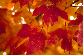 Завтра в столице будет тепло