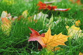 Тимошенко снова попытается выбить миллиард на грипп