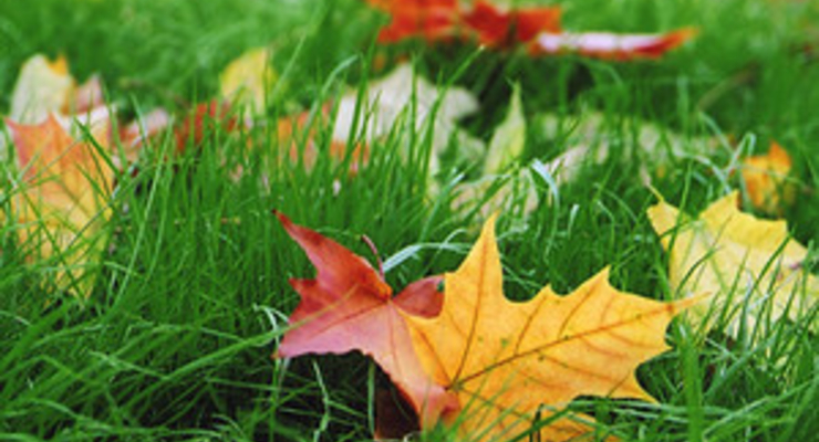 Тимошенко снова попытается выбить миллиард на грипп