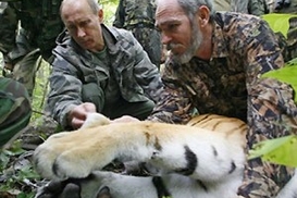 Тигрица, подстреленная Путиным, стала мамой (фото)