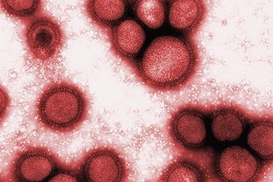 Британские ученые изучают «супергрипп», убивший более 300 человек в Украине