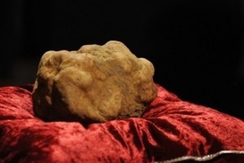 Один белый трюфель продан за 100 тысяч евро (ФОТО)