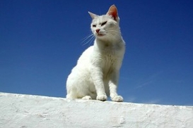 Боливиец избежал депортации благодаря кошке