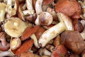 Сезон грибных отравлений. Еще 8 жертв в Херсоне