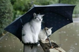 В Украину придет дождь со снегом