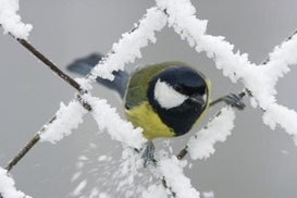 В Украину идут заморозки