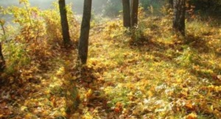 В Украине задержится теплая погода
