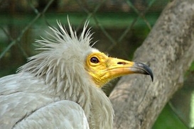 Столичный зоопарк ищет опекунов для животных