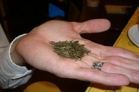 Самый дорогой в мире чай стоит более 100 долларов за 50 г (ФОТО)