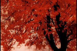 Завтра в Киеве до 23 градусов тепла