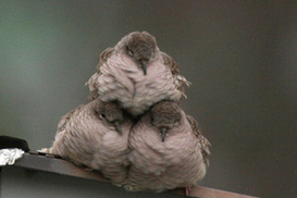 На выходных температура опустится до +2°