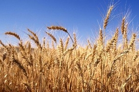 Цены на пшеницу упали до уровня 2007 года
