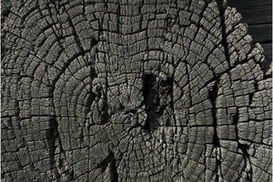 В Украине сделают перепись старых деревьев