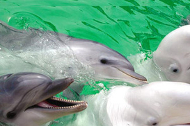 На выходных в Киеве откроется стационарный дельфинарий