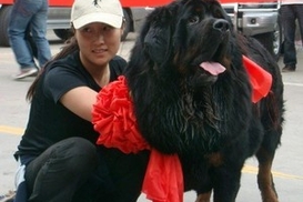 Китаянка купила собаку за 600 тысяч долларов (ФОТО)