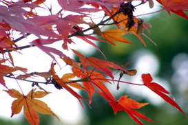 Во второй половине недели в Украине тепло