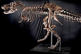 Скелет тираннозавра продадут за 4,8 млн. фунтов стерлингов (ФОТО)