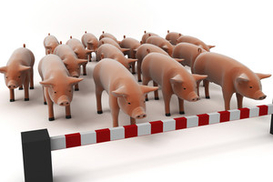 В России произошла вспышка свиного гриппа среди школьников