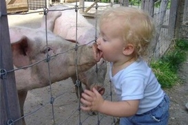 Свиной грипп распространяется в 4 раза быстрее других вирусов