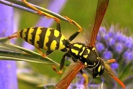 Оса стала виновницей ДТП