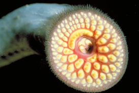 В Балтийском море на отдыхающих нападают миноги (фото)