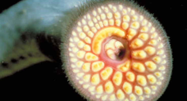 В Балтийском море на отдыхающих нападают миноги (фото)