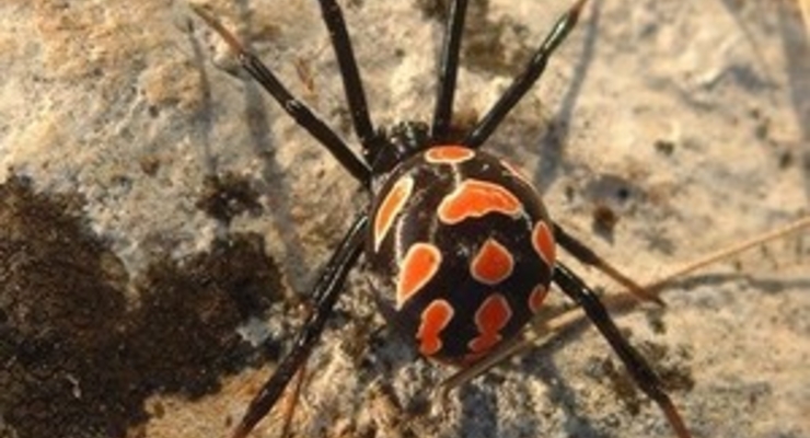 На юге Украины активизировались смертоносные пауки