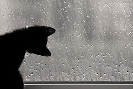 В Украину вернется дождливая погода