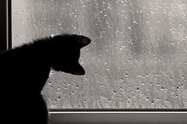 Завтра по Украине дожди и грозы