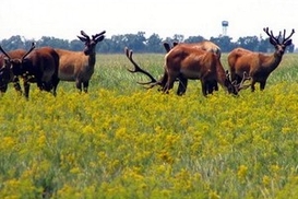 Аскания-Нова вышла в полуфинал конкурса «Семь новых чудес природы»