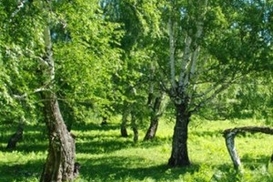 Завтра в Киеве до +28