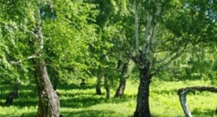 Завтра в Киеве до +28