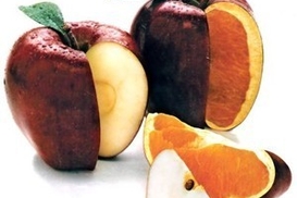 Сеть лабораторий для испытания продуктов питания содержащих ГМО должна быть создана до осени