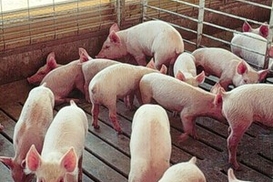 В Европе зафиксирован первый смертельный случай от гриппа A/H1N1