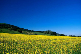 Рада упростит процедуру получения прав на землю