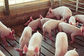 ВОЗ: Пандемия свиного гриппа продлится два года